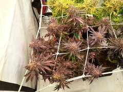 PPxDSD 12/12 +84