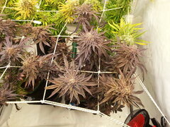Gorgeous Braelin 12/12 +84