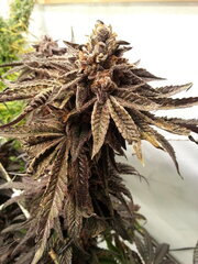 Gorgeous Braelin 12/12 +84