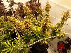 Panama 12/12 +84