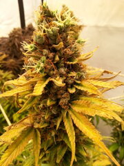 Panama 12/12 +84