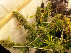 Malawi 12/12 +84