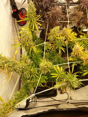 Malawi 12/12 +84
