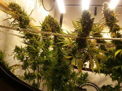 Malawi 12/12 +84