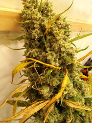 Malawi 12/12 +84