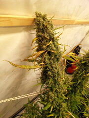 Malawi 12/12 +84