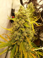 Malawi 12/12 +84