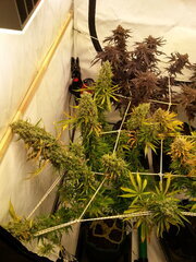 Malawi 12/12 +84