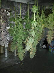 Malawi Cut 12/12 +84