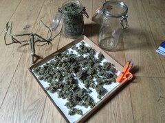 Sensi Purple Kush
