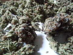 Sensi Purple Kush