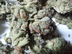 Sensi Purple Kush
