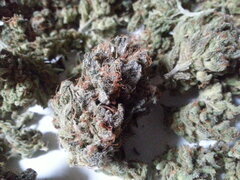 Sensi Purple Kush