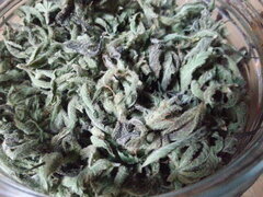 Sensi Purple Kush