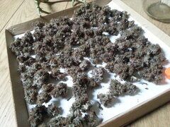 Kush T