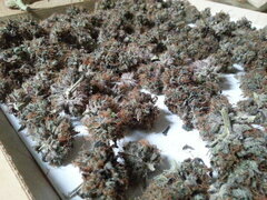 Kush T