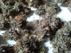Kush T
