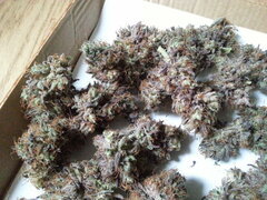 Kush T