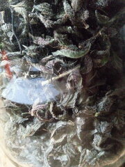 Kush T