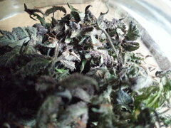 Kush T