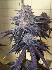 Pink Gazoline by Perfect tree seeds