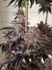 Pink Gazoline by Perfect tree seeds