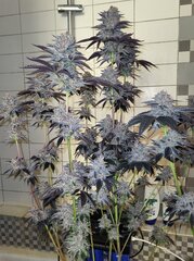 Pink Gazoline by Perfect tree seeds