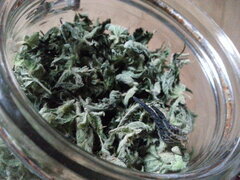 Jack Herer