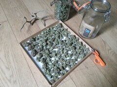 Jack Herer