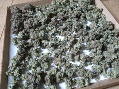 Jack Herer