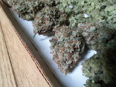Jack Herer