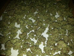 Jack Herer