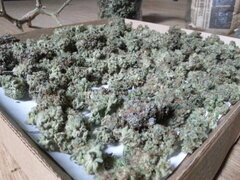 Jack Herer