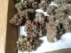 Purple Punch x Do-Si-Dos