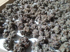 Purple Punch x Do-Si-Dos