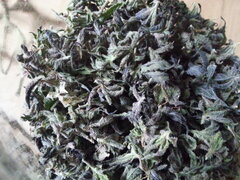 Purple Punch x Do-Si-Dos, manucure