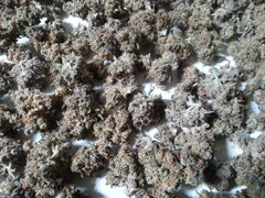 Purple Punch x Do-Si-Dos