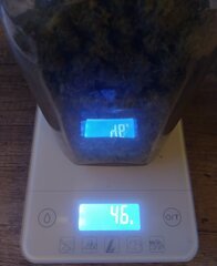 26fev Lemon1.p2.jpg