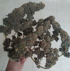 26fev Lemon2.2.jpg