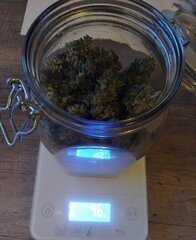 26fev Lemon1.p1.jpg
