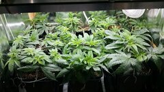 Ml 40j gokunk,heaven fruit,gorille,bubbakush.jpg