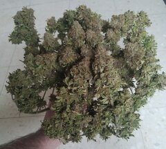 26fev Lemon1.2.jpg