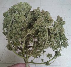 26fev Lemon1.4.jpg