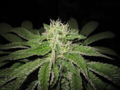 IMG_0717.JPG