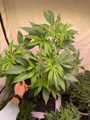 Tangie Cookie #2 Beuh Chat