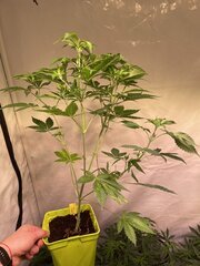 Tangie Cookie #2 Beuh Chat
