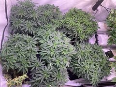 IMG_1205.jpeg