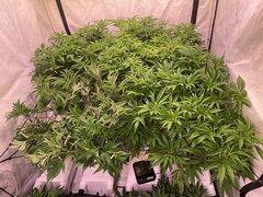 IMG_1206.jpeg