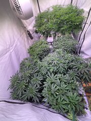 IMG_1209.jpeg