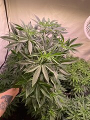 Muzzika - Bask Triangle Farm